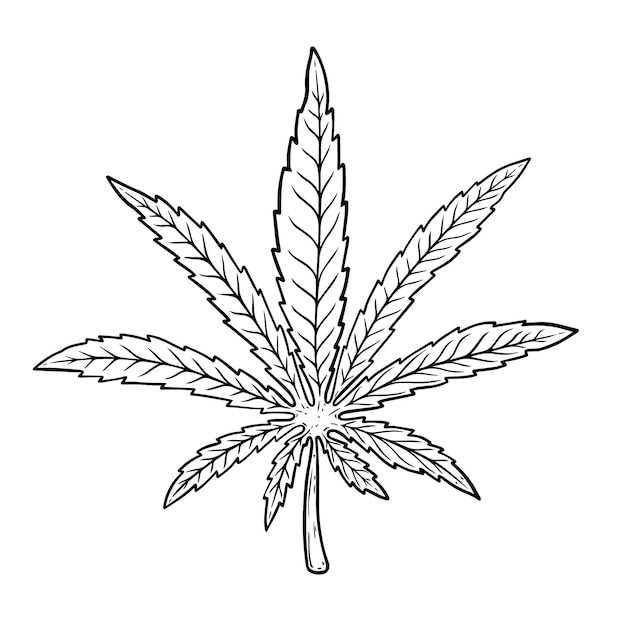 Premium Vector | Illustration of cannabis leaf isolated on white ...