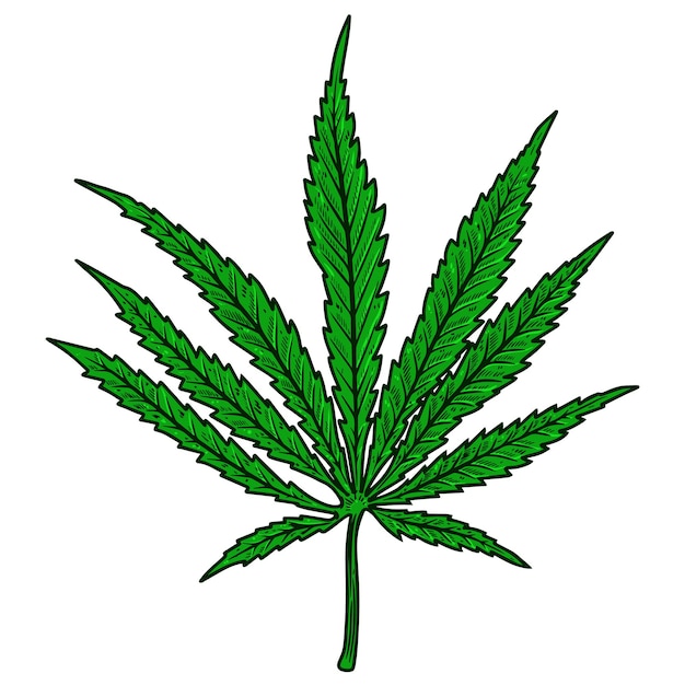 Premium Vector | Illustration of cannabis leaf isolated on white ...