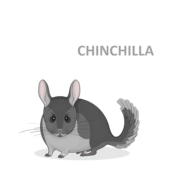 Illustration, a cartoon cute grey chinchilla | Premium Vector