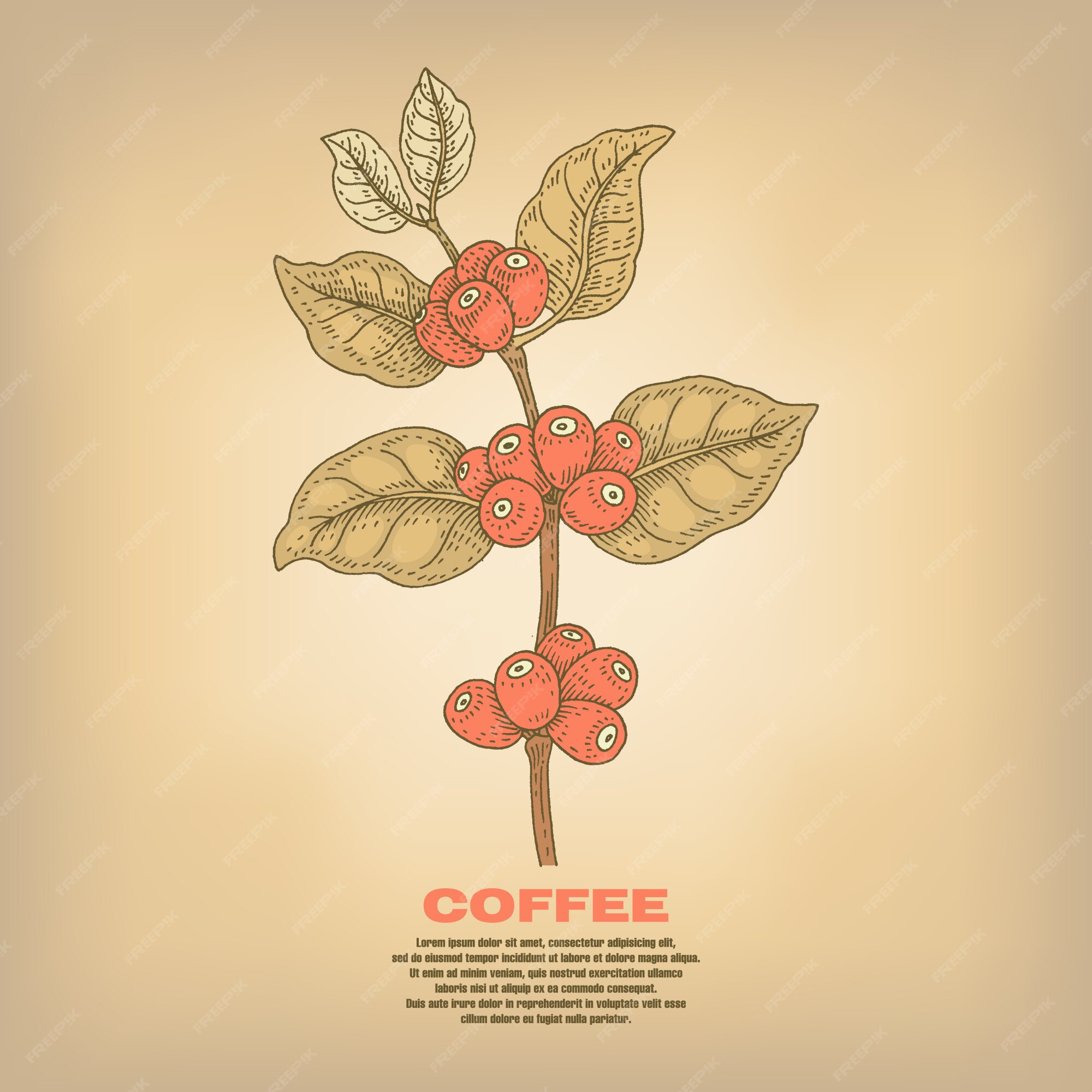 coffee plant illustration free download