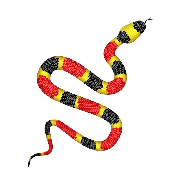 Premium Vector Illustration of coral snake