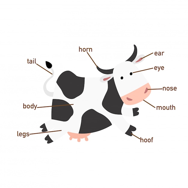 Premium Vector | Illustration of cow vocabulary part of body.vector