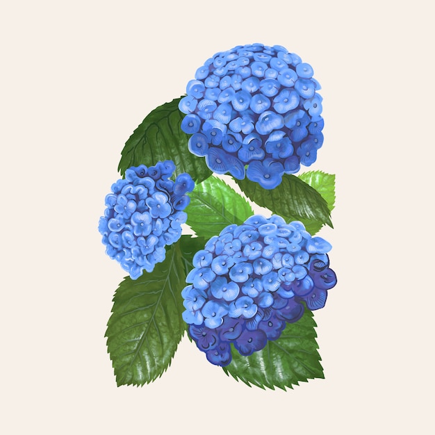 Illustration drawing of hydrangea Vector | Free Download
