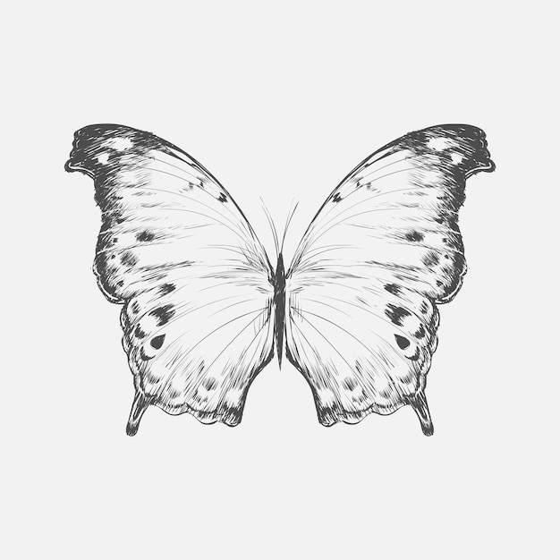 Premium Vector | Illustration drawing style of butterfly