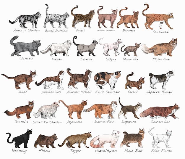 Premium Vector | Illustration Drawing Style Of Cat Breeds Collection