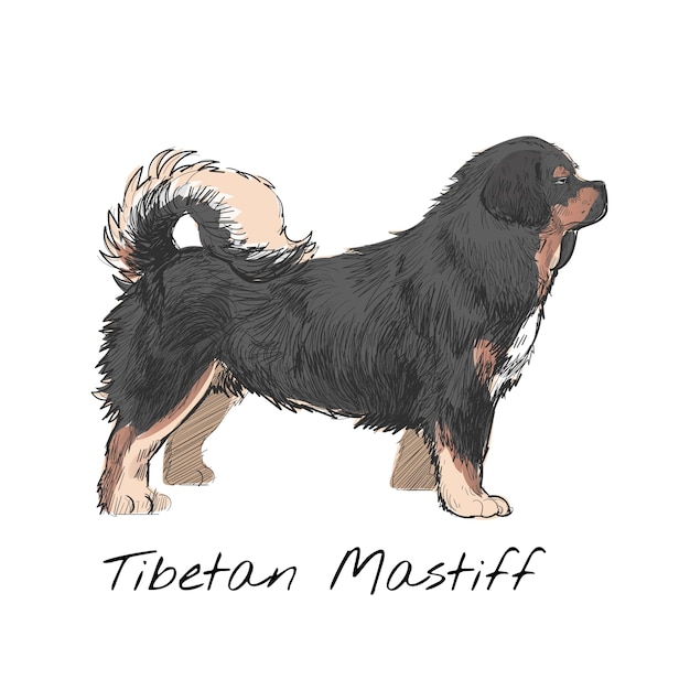 Tibetan Mastiff Images Free Vectors, Stock Photos & PSD