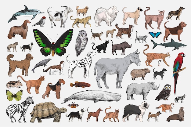 Illustration drawing style of animal
collection