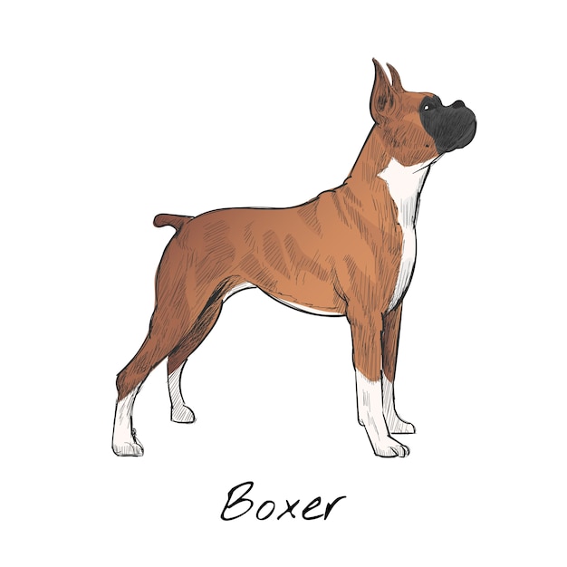 犬のイラストの描画スタイル 無料のベクター