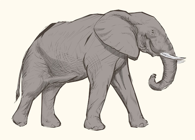 象のイラストの描画スタイル プレミアムベクター