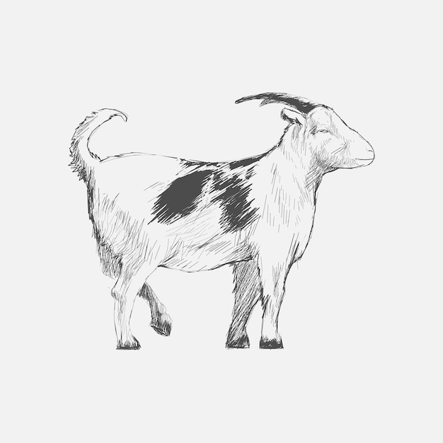 イラストの描画スタイルのヤギ プレミアムベクター
