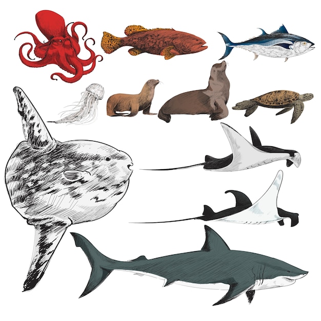海洋生物コレクションのイラストの描画スタイル 無料のベクター
