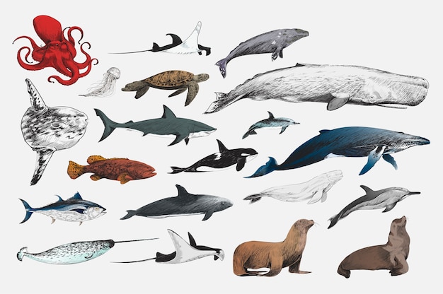 海洋生物コレクションのイラストの描画スタイル 無料のベクター