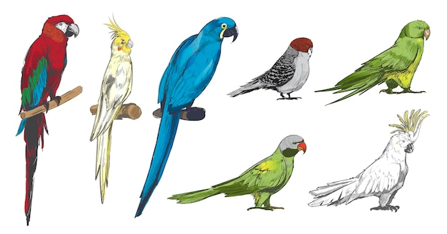 オウムの鳥のコレクションのイラストの描画スタイル プレミアムベクター