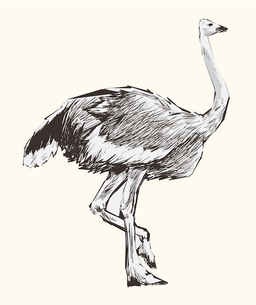 Premium Vector | Illustration drawing style of ostrich