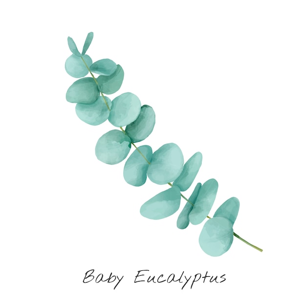 Download Eucalyptus Vectors, Photos and PSD files | Free Download