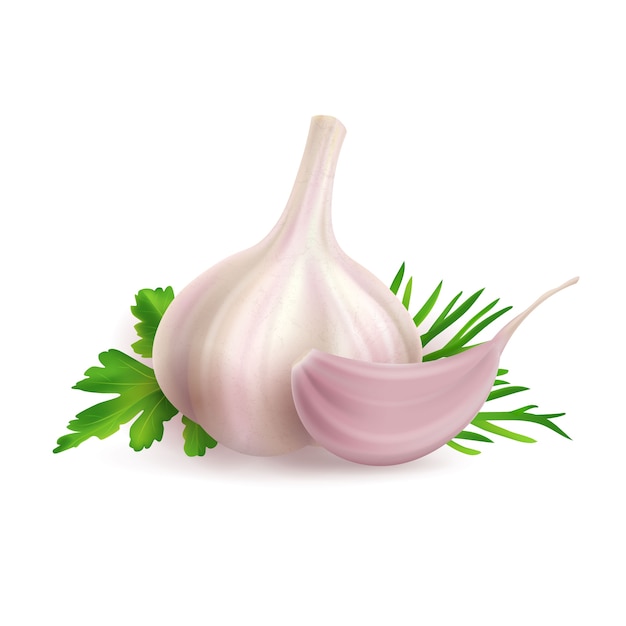 Premium Vector Illustration Of Head And Clove Of Garlic With Herbs