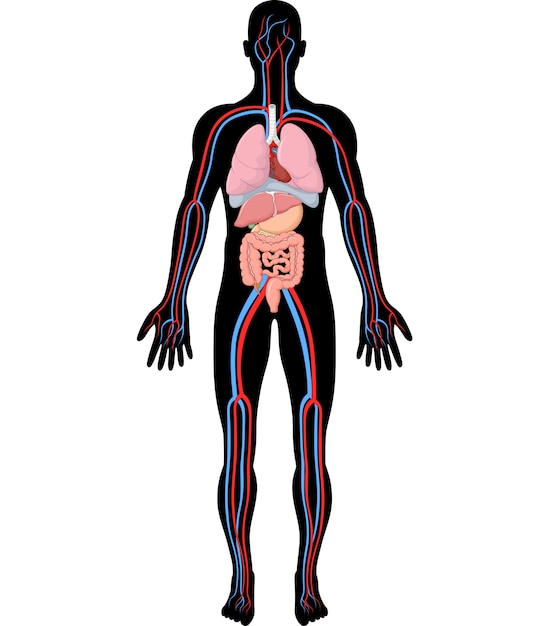 human body illustration free download
