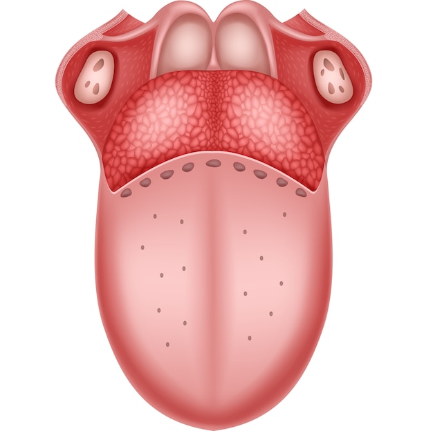 Premium Vector | Illustration of human tongue anatomy