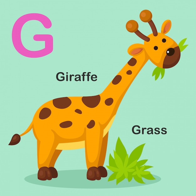 Illustration isolated animal alphabet letter g-grass,giraffe | Premium