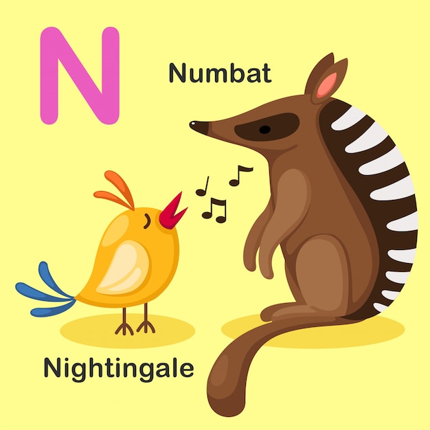 Illustration isolated animal alphabet letter n-numbat,nightingale ...