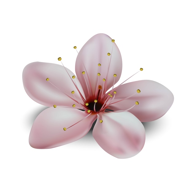 Premium Vector Illustration Of Japanese Sakura Flower Isolated On White Background