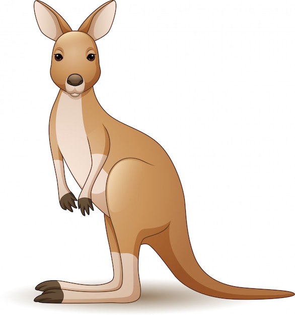 Illustration of kangaroo isolated on white background | Premium Vector