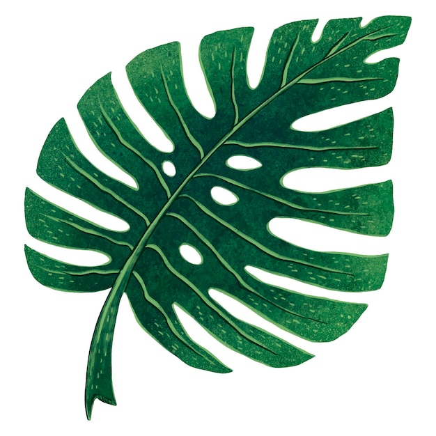 Premium Vector Illustration Of The Monstera Sheet