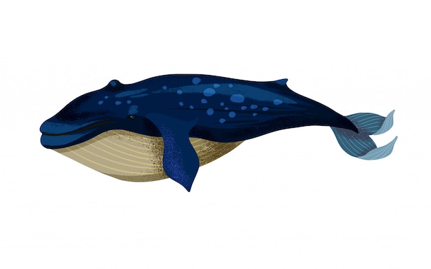 プレミアムベクター 分離された大きなシロナガスクジラのイラスト