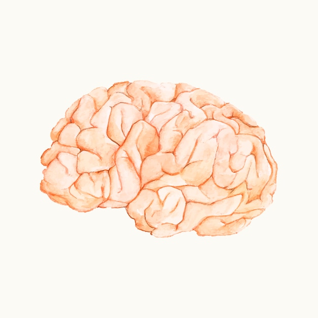 人間の脳のイラスト 無料のベクター