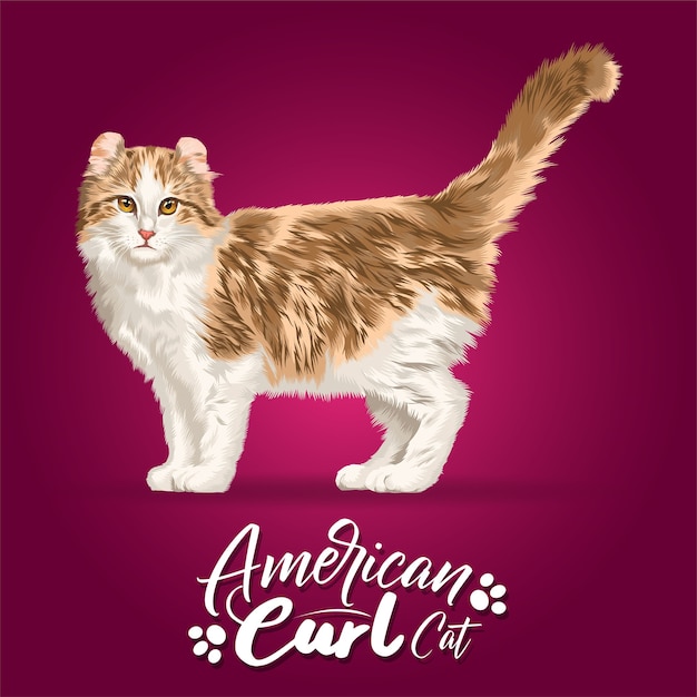 アメリカのクルル猫のイラスト プレミアムベクター