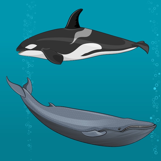 シロナガスクジラとシャチのイラスト プレミアムベクター