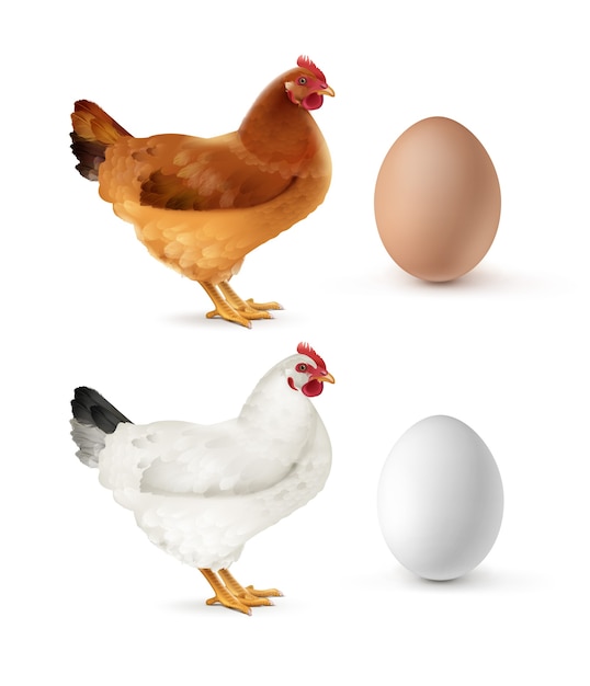 白い背景で隔離の卵と茶色と白の鶏のイラスト プレミアムベクター