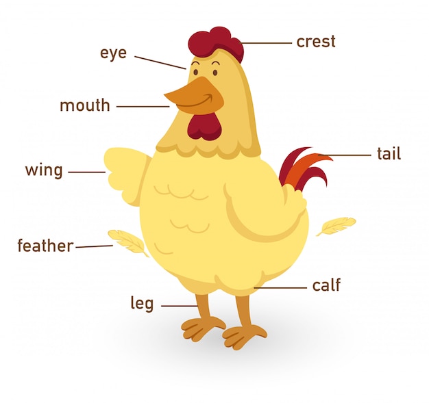 プレミアムベクター 体の鶏語彙部分のイラスト