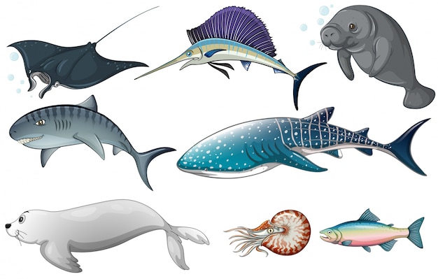 Illustration of different kind of ocean
creatures