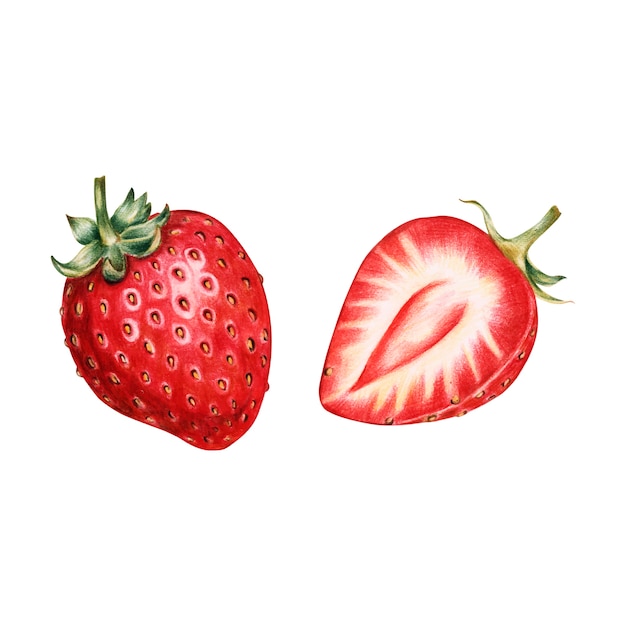 無料のベクター 果物の水彩画のイラスト