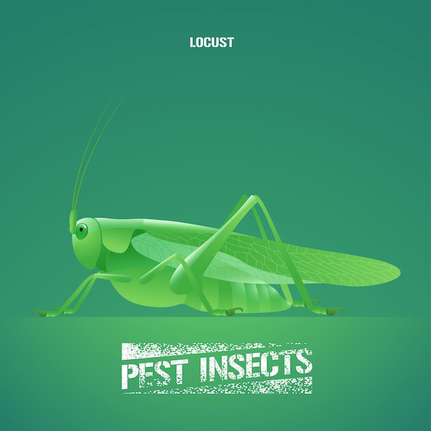 緑の昆虫acrididae バッタ バッタ のイラスト プレミアムベクター