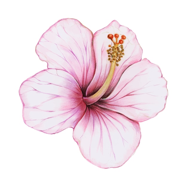 ハイビスカスの花の水彩画のイラスト 無料のベクター