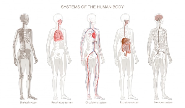 人体系のイラスト 循環器系 骨格系 神経系 消化器系 外皮系 外分泌系 呼吸器系 白い背景の上の立っている女性の全身分離イメージ プレミアムベクター