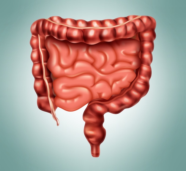 消化器系の人間の腸のイラスト プレミアムベクター