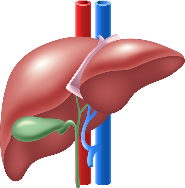 人間の肝臓と胆嚢のイラスト プレミアムベクター