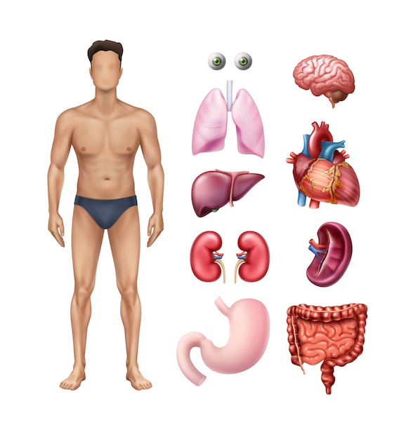 人間の内臓の詳細なアイコンが白い背景に設定されている男性の体のテンプレートのイラスト プレミアムベクター