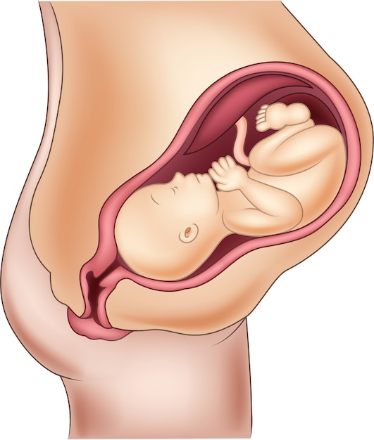 妊娠中の女性と彼女の胎児のイラスト プレミアムベクター