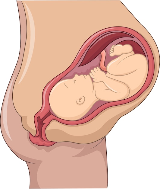 妊婦と胎児のイラスト プレミアムベクター