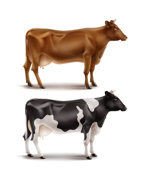 リアルな茶色と黒と白の斑点のある牛のイラスト プレミアムベクター