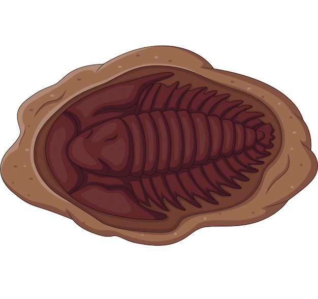 三葉虫の化石のイラスト プレミアムベクター