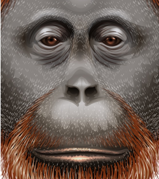 Premium Vector | Illustration of an orangutan