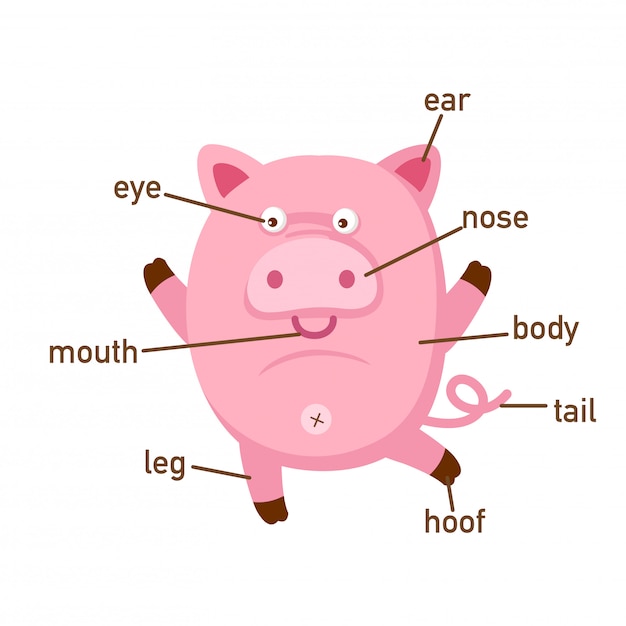 Premium Vector | Illustration of pig vocabulary part of body.vector