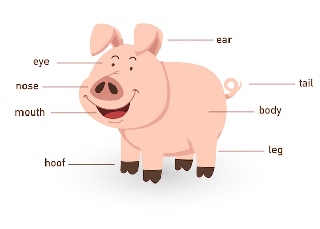 Illustration of pig vocabulary part of body | Premium Vector