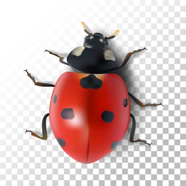 Premium Vector Illustration Realistic Ladybugs On Transparent