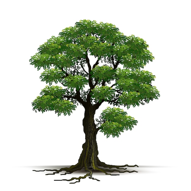 illustrations of trees to download